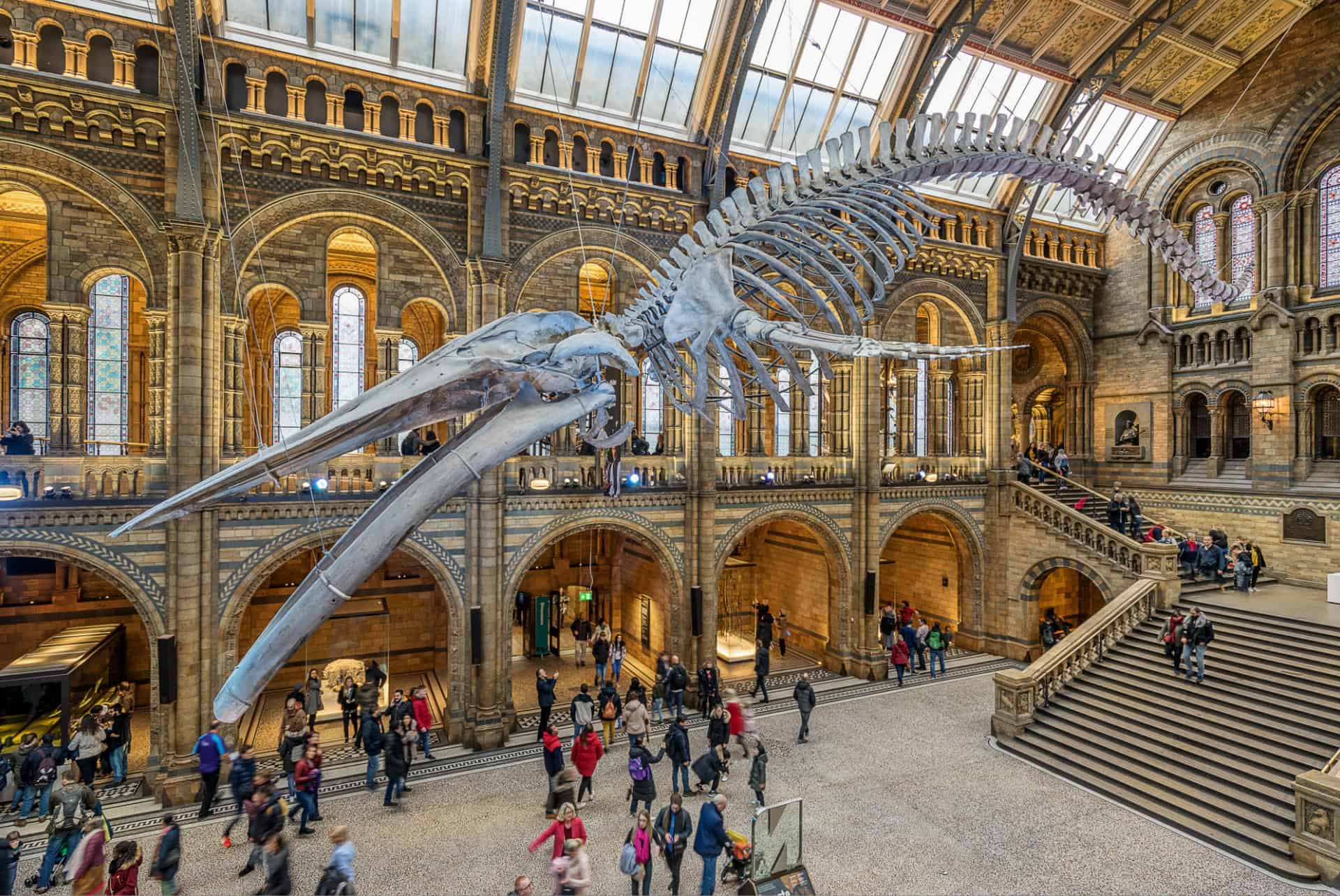 londres musee histoire naturelle