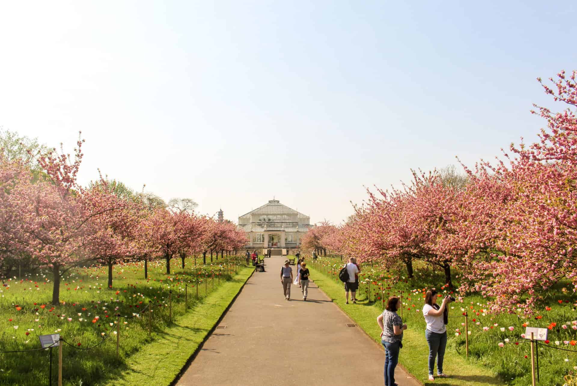 kew gardens cherry walk
