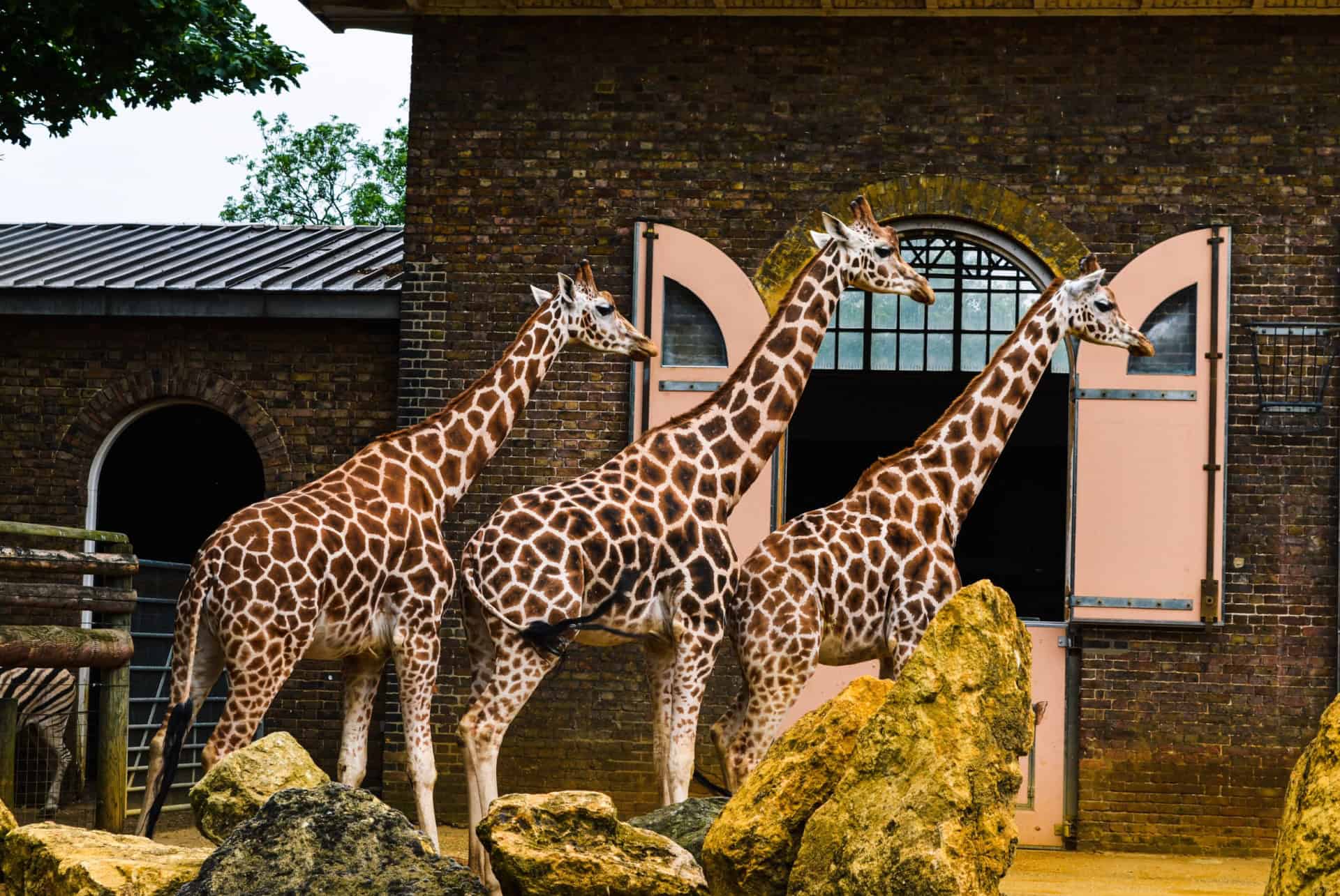 zoo de londres