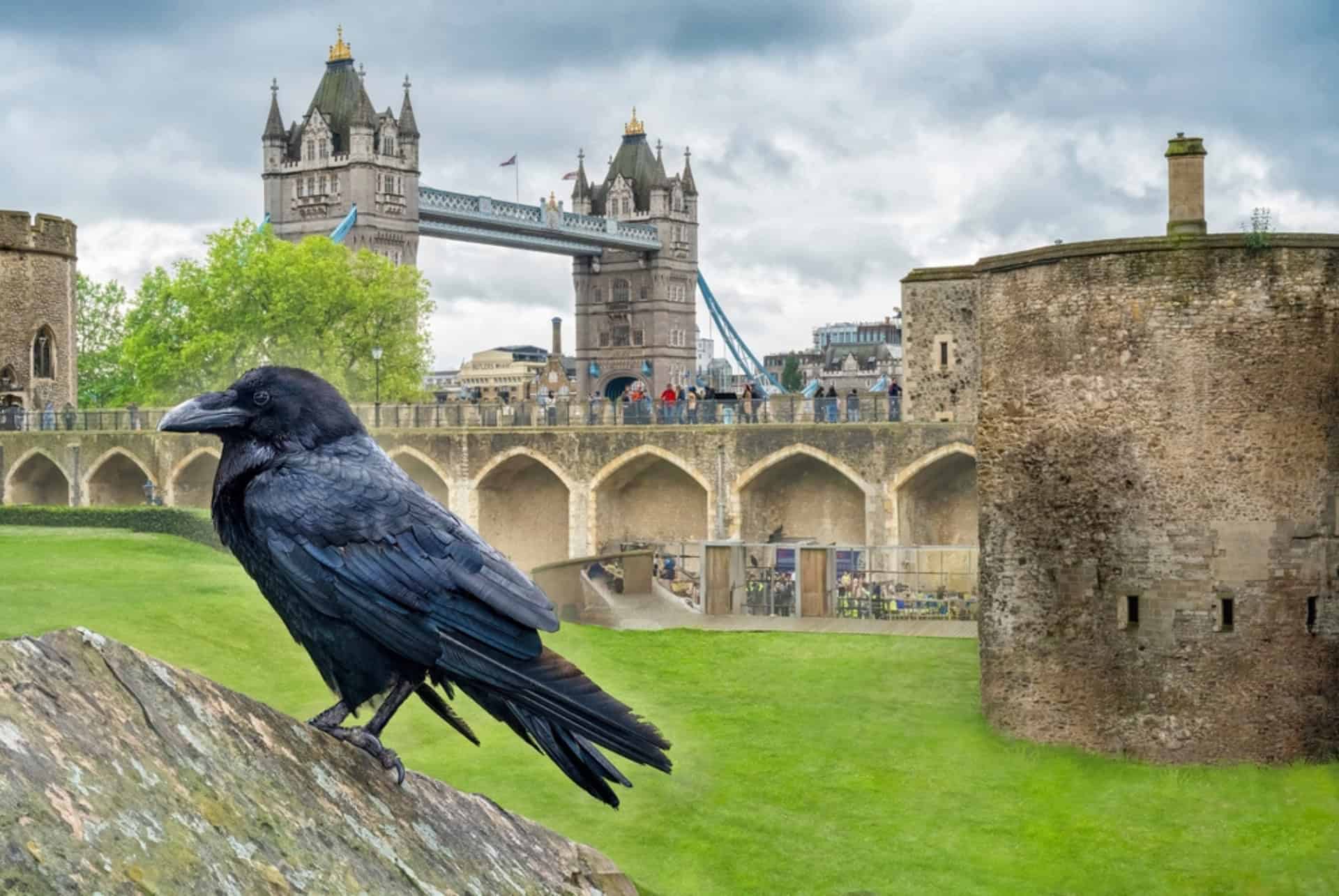 corbeau tour de londres