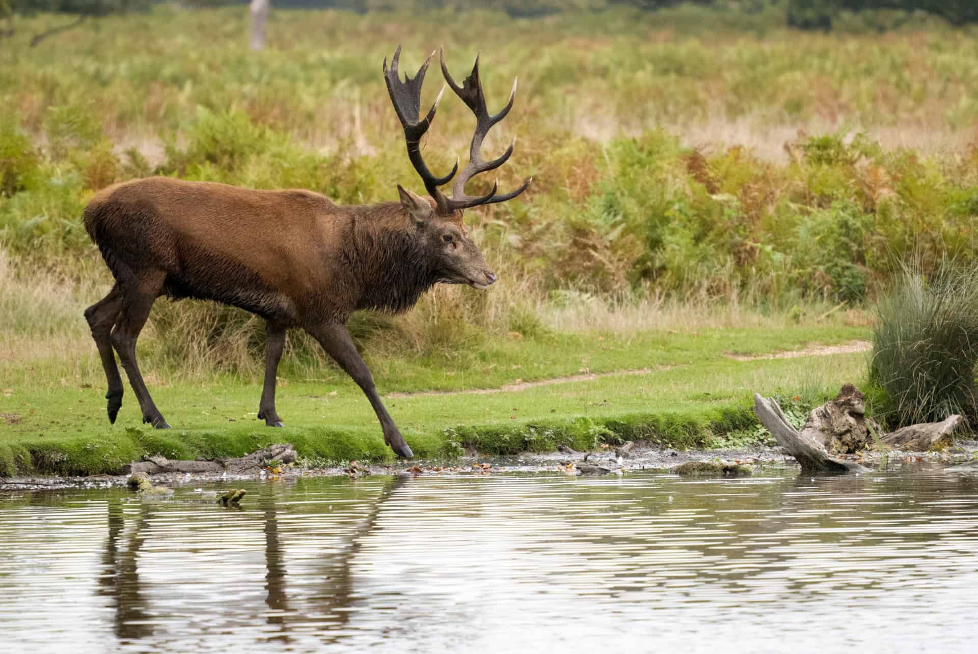 bushy park londres