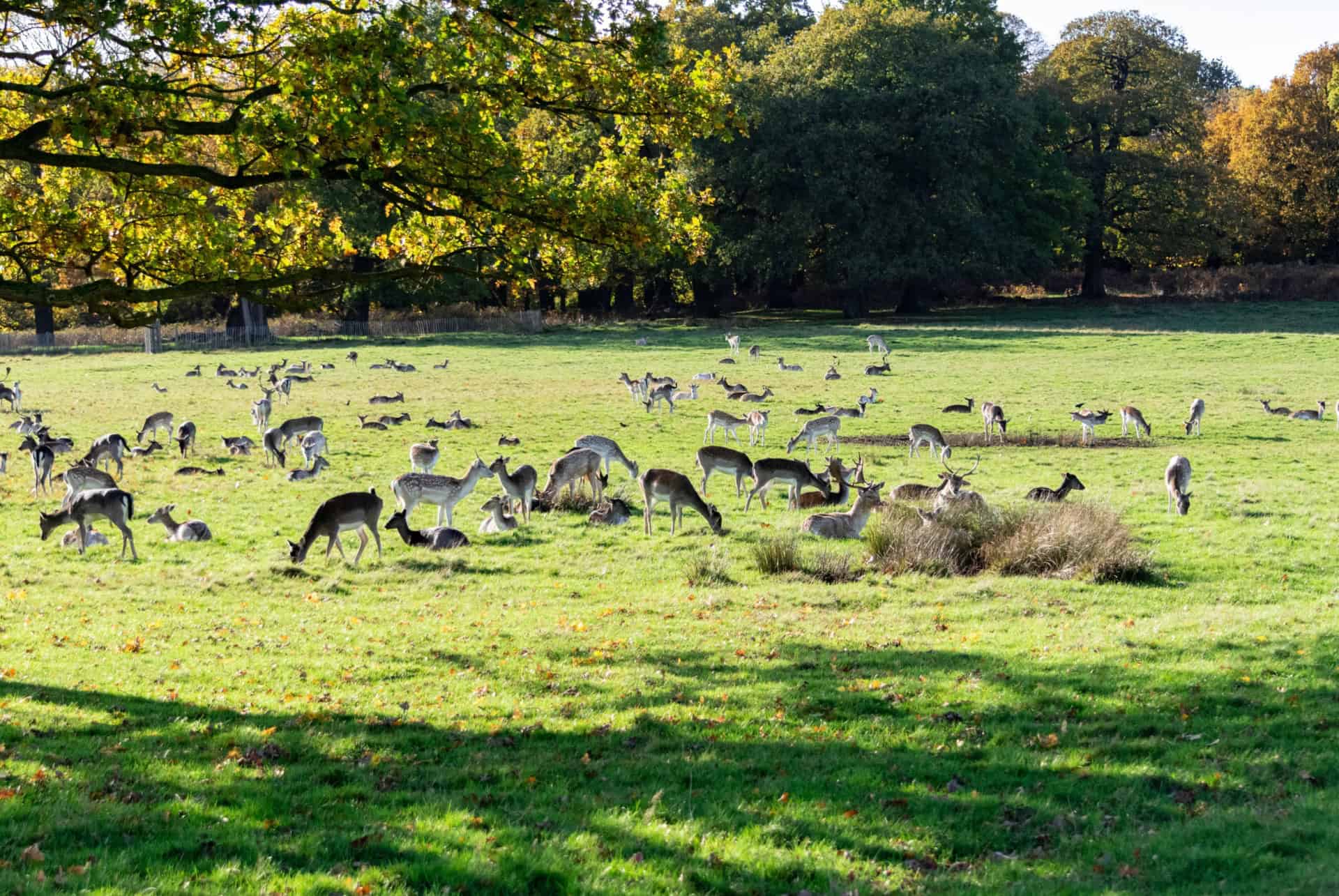 richmond park