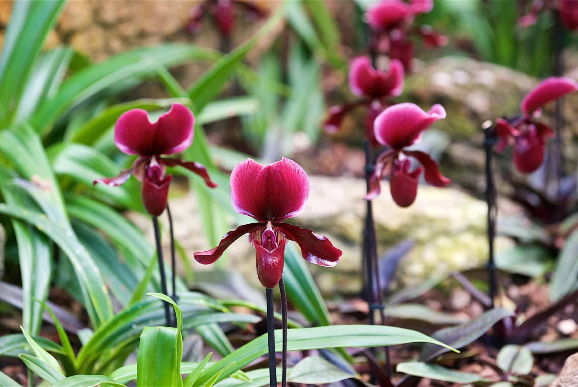 jardins kew orchidees fevrier londres jardins kew orchidees fevrier londres