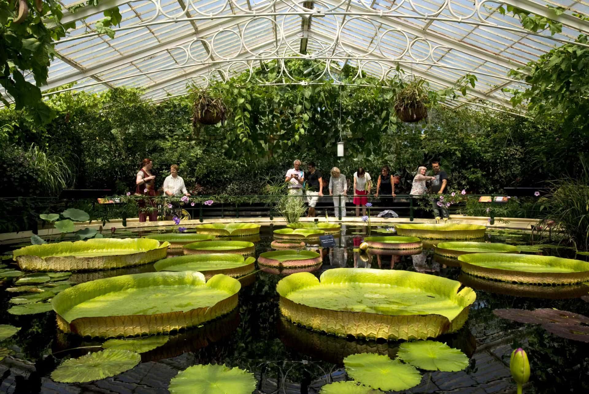 kew gardens waterlily house