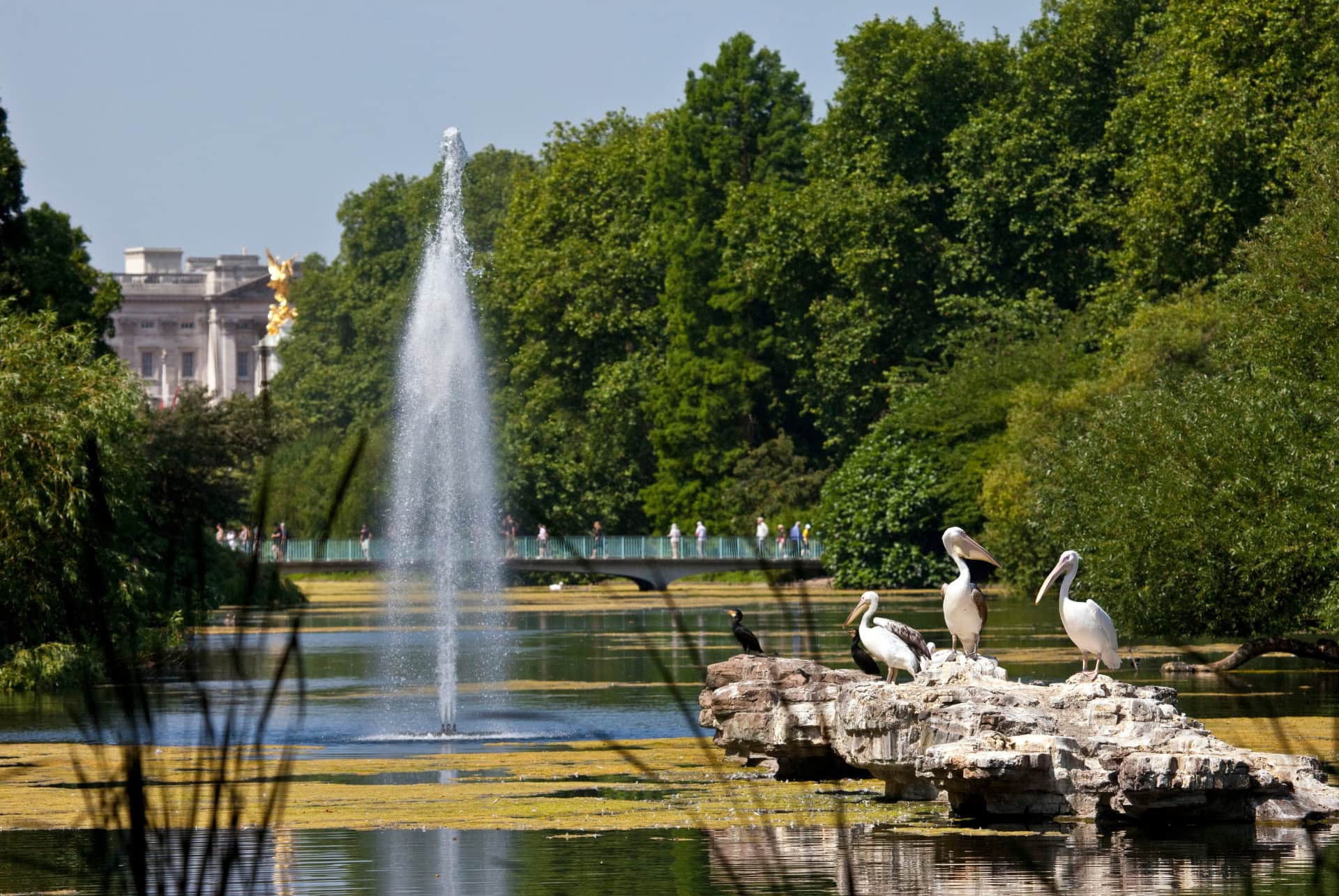 st james park pelican londres