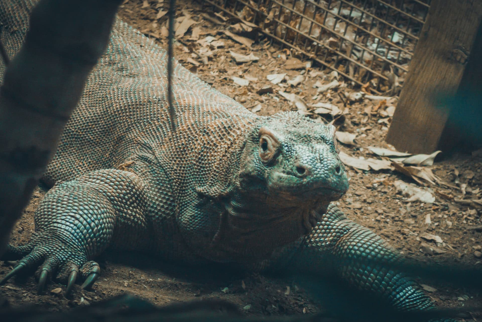 komodo dragon zoo londres