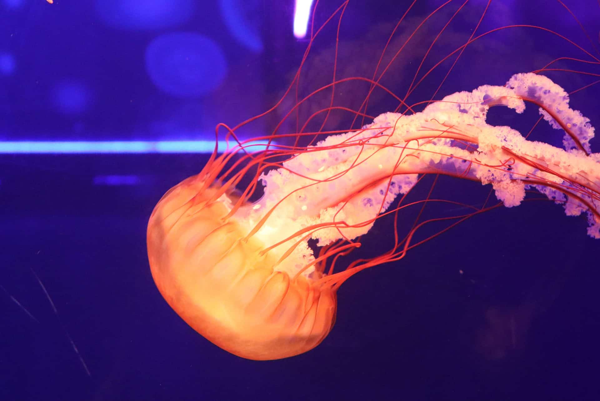 aquarium sea life london