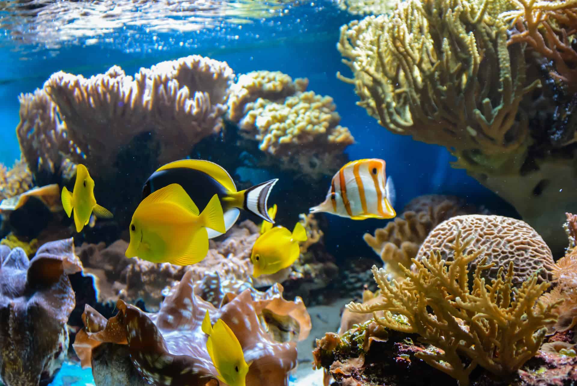 aquarium sea life