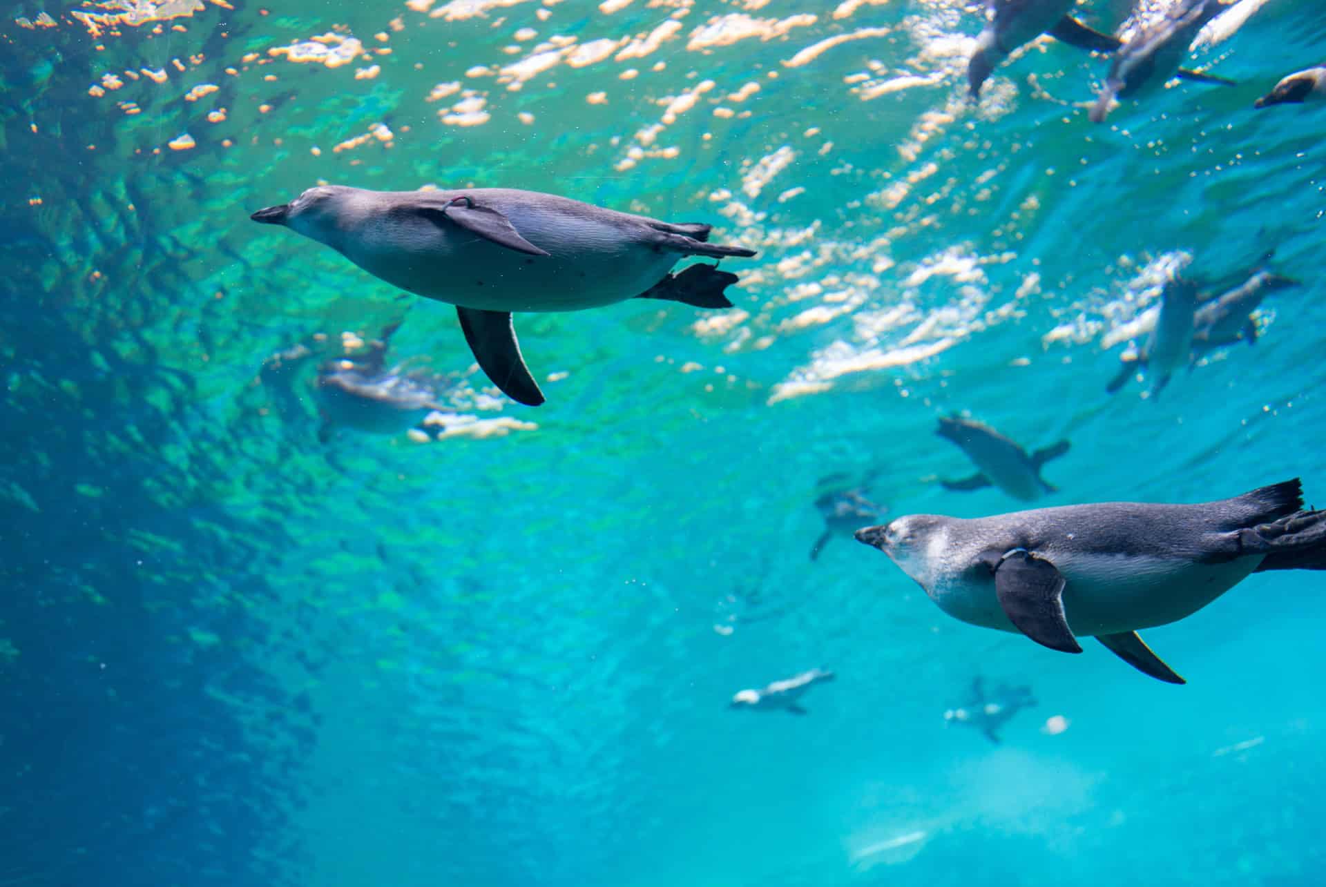 pingouin aquarium london
