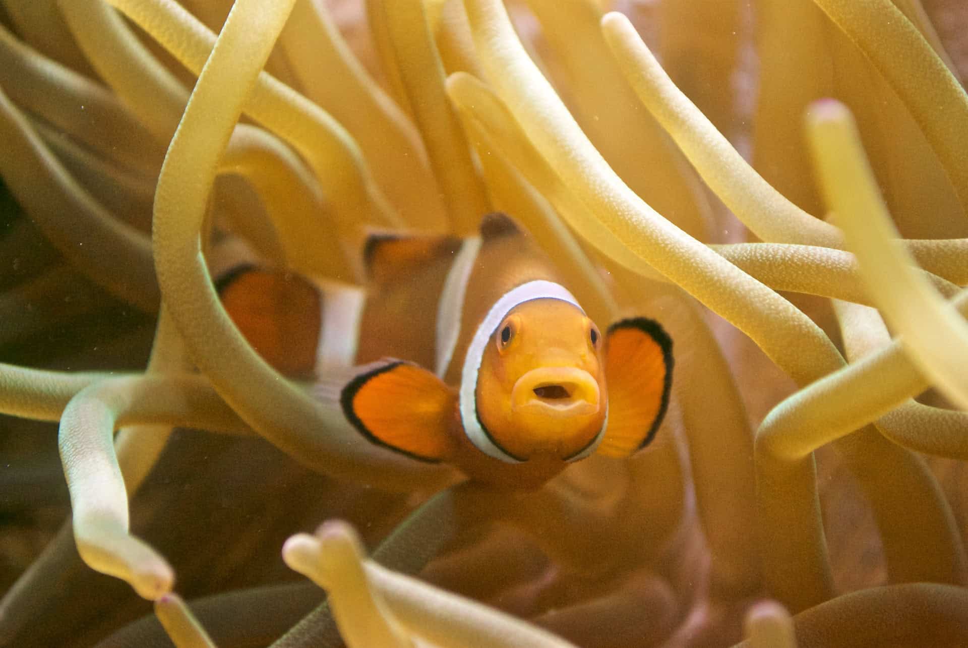 poisson clown sea life